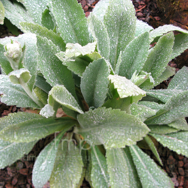 Big Photo of Papaver Pilosum