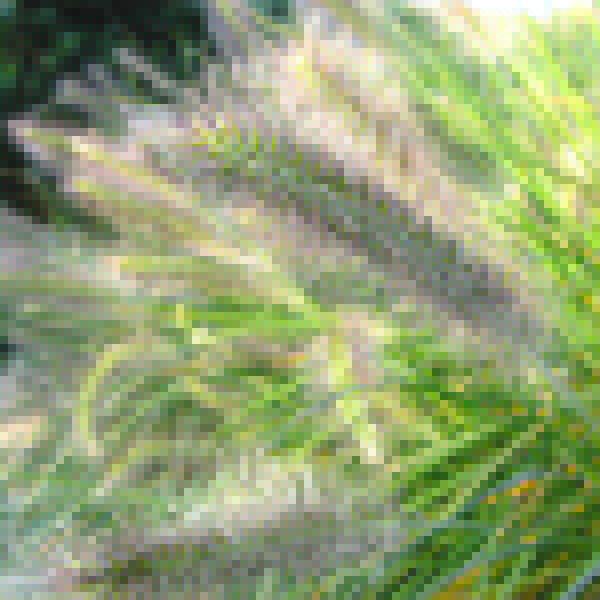 Big Photo of Pennisetum Alopecuroides, Flower Close-up