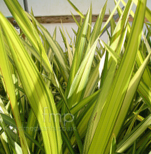 Big Photo of Phormium 