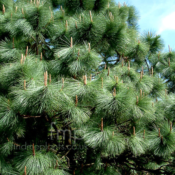 Big Photo of Pinus Montezumae