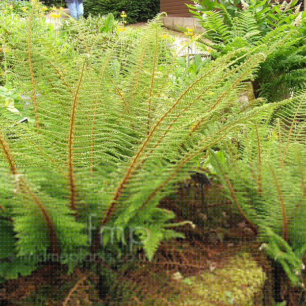 Big Photo of Polystichum Setiferum