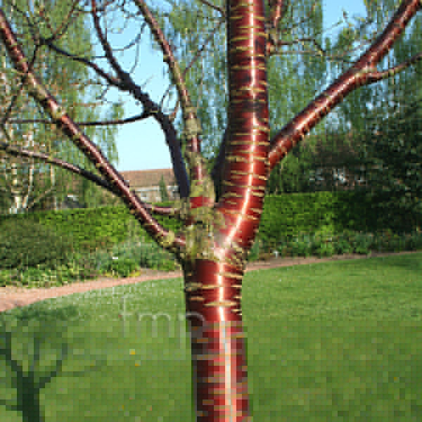 Big Photo of Prunus Serrula