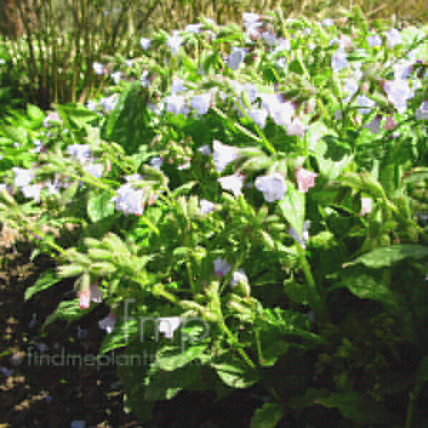 Big Photo of Pulmonaria Saccharata