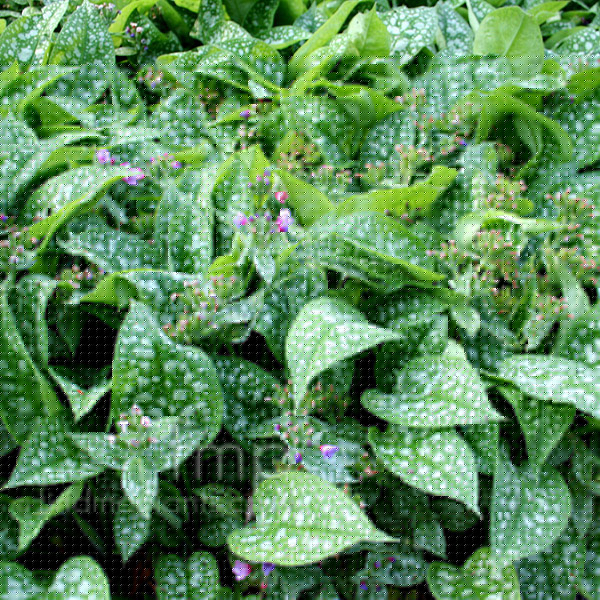 Big Photo of Pulmonaria 'Hazel Kayes Red'