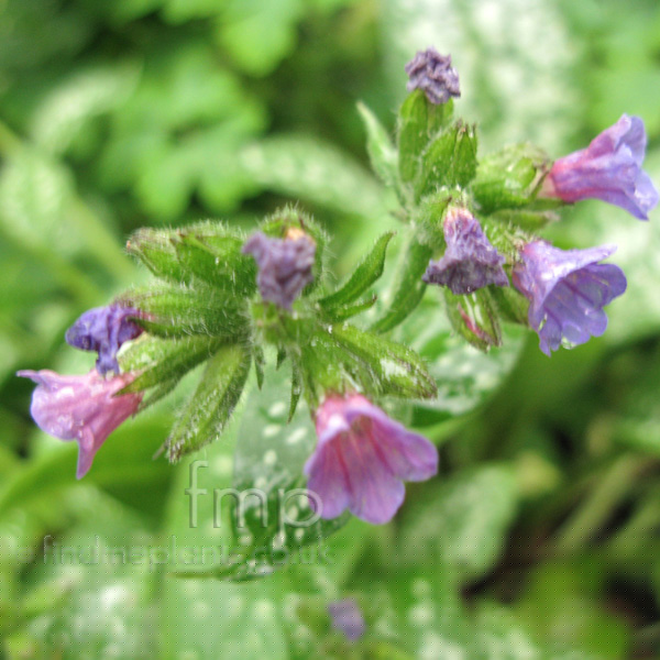 Big Photo of Pulmonaria , Flower Close-up