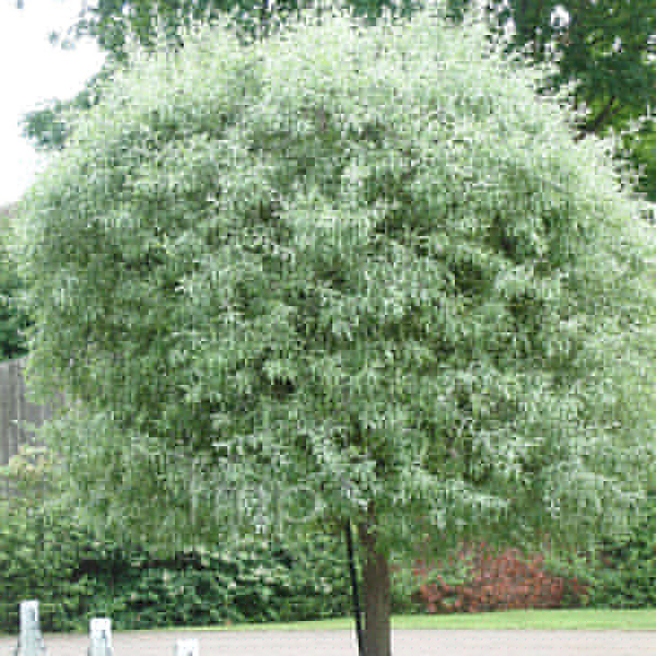 Big Photo of Pyrus Salicifolia