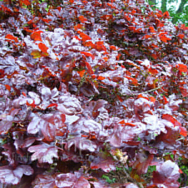 Big Photo of Quercus Robur