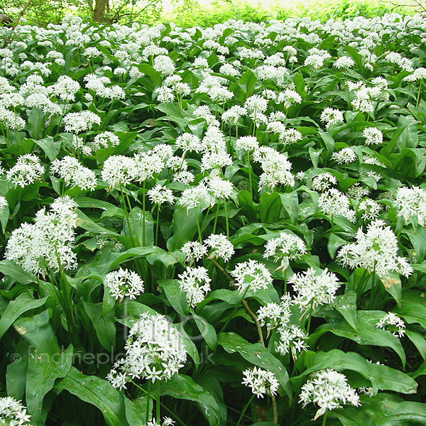 Big Photo of Allium Ursinum