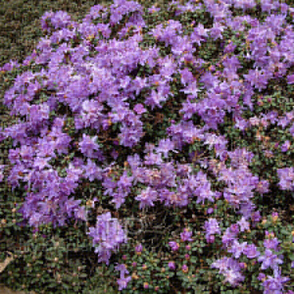 Big Photo of Rhododendron Impeditum