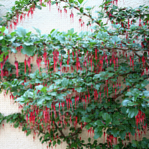 Big Photo of Ribes Speciosum