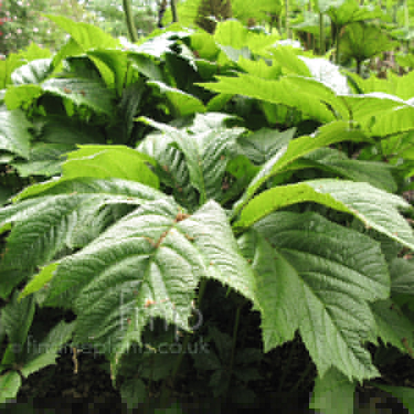 Big Photo of Rodgersia Podophylla, Leaf Close-up