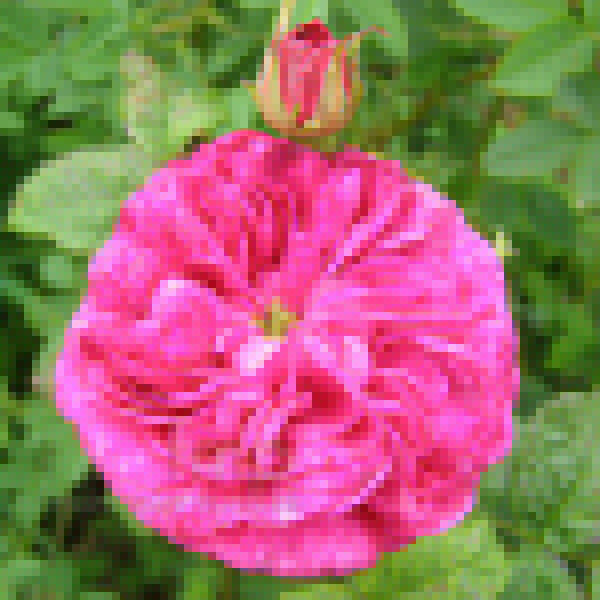 Big Photo of Rosa 
