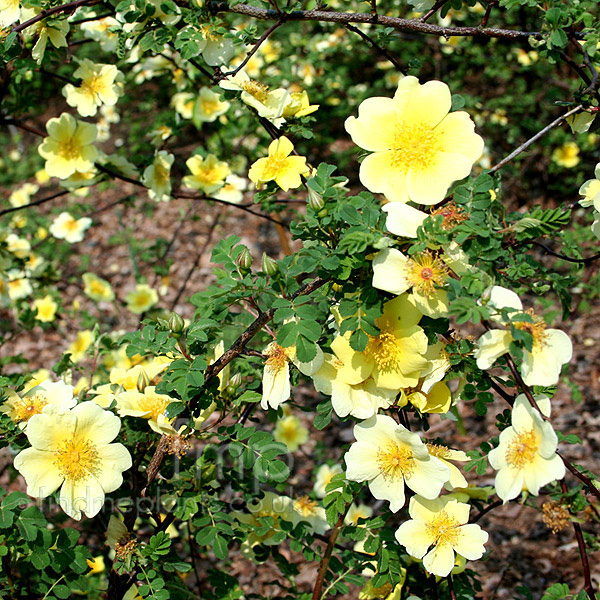 Big Photo of Rosa Xanthina