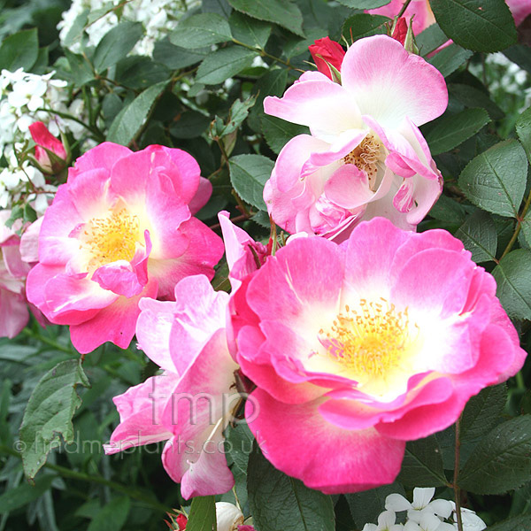 Big Photo of Rosa 