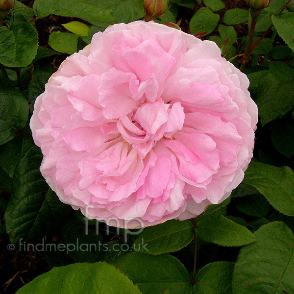 Big Photo of Rosa 