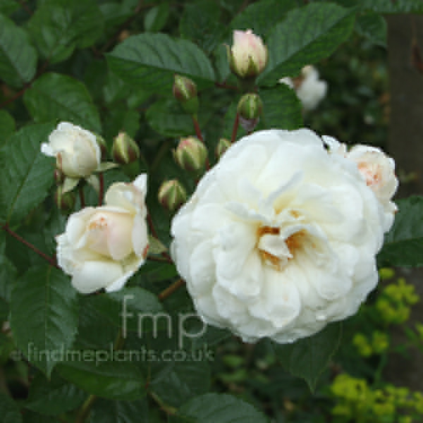 Big Photo of Rosa 