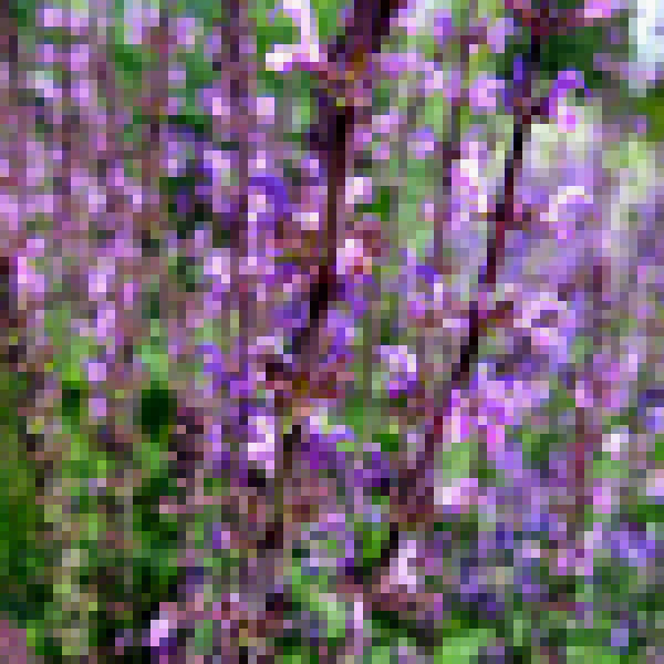 Big Photo of Salvia , Flower Close-up