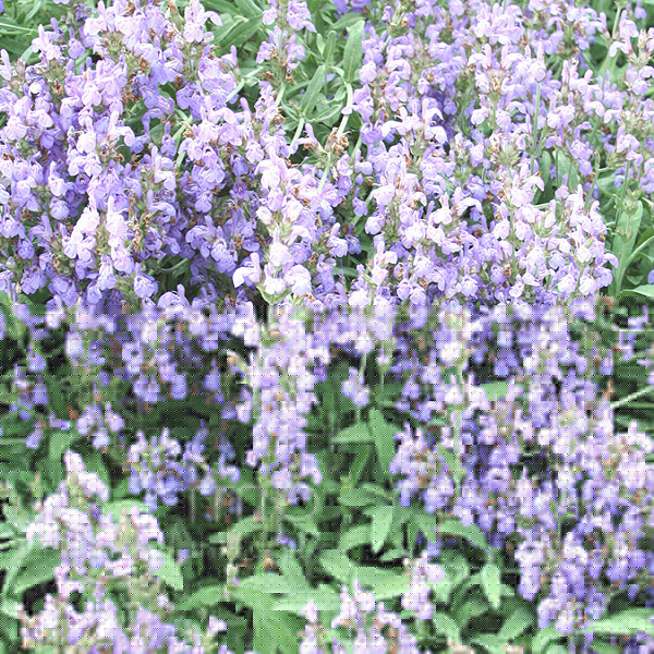Big Photo of Salvia Officinalis