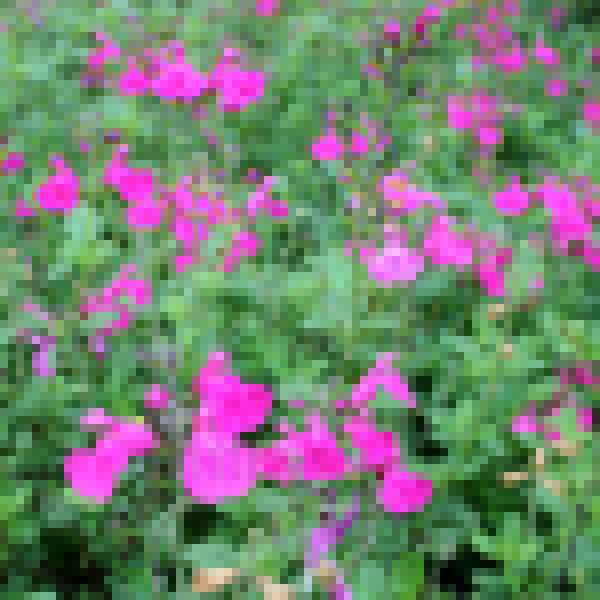 Big Photo of Salvia Microphylla