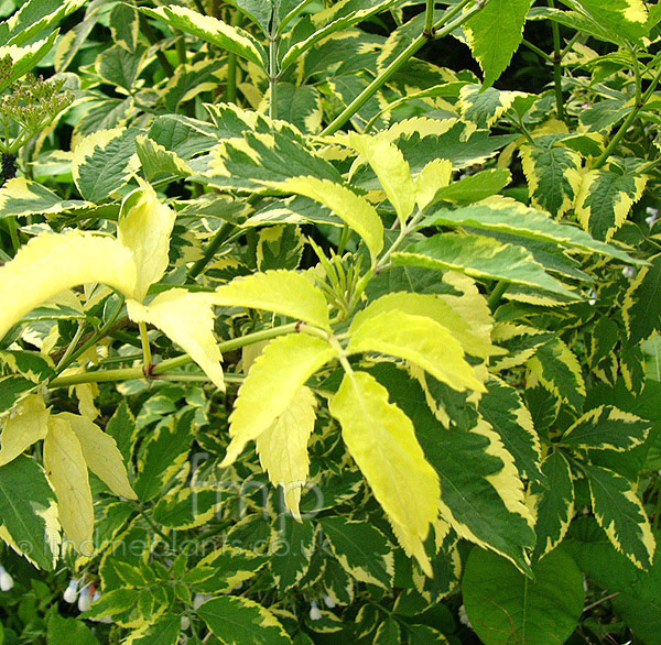 Big Photo of Sambucus Nigra