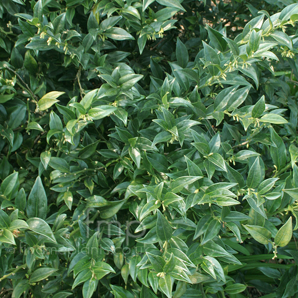 Big Photo of Sarcococca Hookeriana