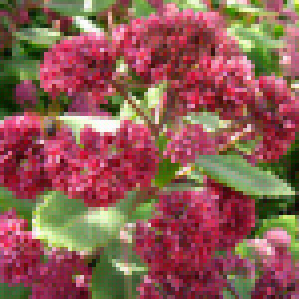 Big Photo of Sedum Breweri, Flower Close-up