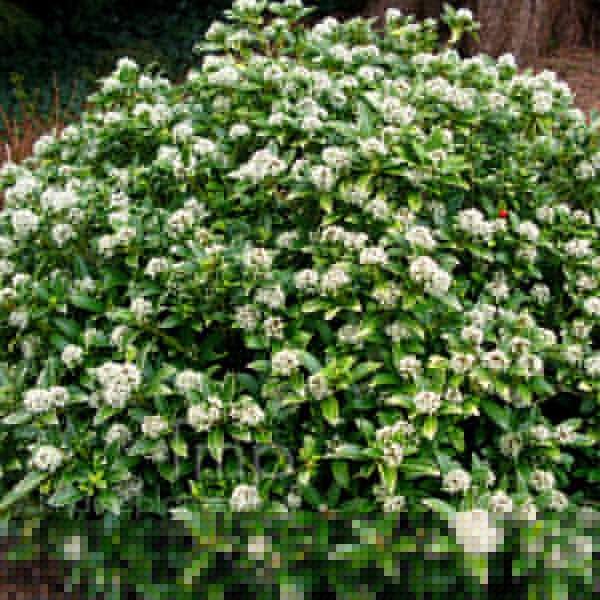 Big Photo of Skimmia Japonica