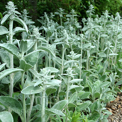 Big Photo of Stachys Byzantina