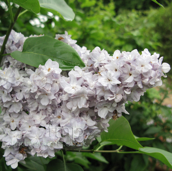 Big Photo of Syringa , Flower Close-up