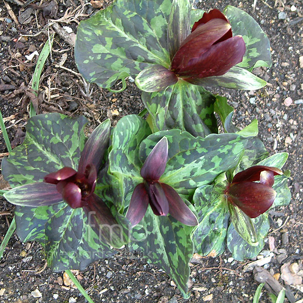 Big Photo of Trillium Chloropetalum