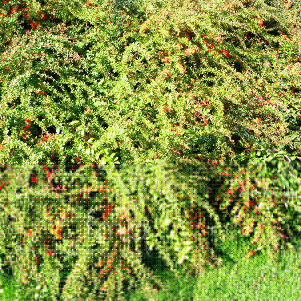 Big Photo of Vaccinium Moupinense