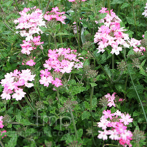 Big Photo of Verbena 