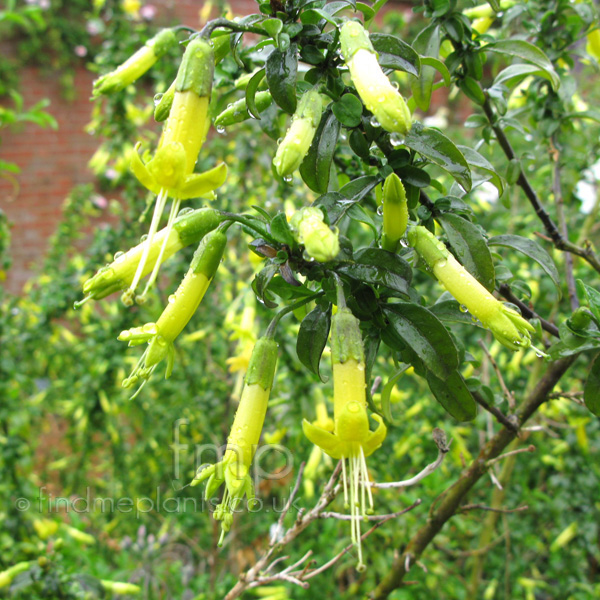 Big Photo of Vestia Foetida
