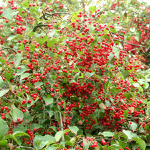 Big Photo of Viburnum Betulifolium
