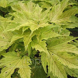 Acer pseudoplatanus - 'Prinz Handjery'