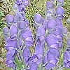 Aconitum - Bressingham Spire - Monkshood