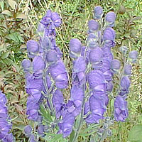 Aconitum - 'Bressingham Spire' (Monkshood)