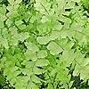 Adiantum pedatum - Fern