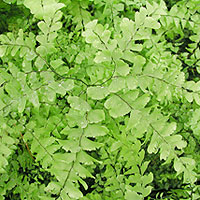 Adiantum pedatum (Fern)