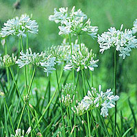 Agapanthus - Cold Hardy White'