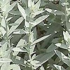 Artemisia ludoviciana - Artemisia