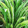 Asplenium scolopendrium - Heartss Tongue