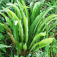 Asplenium scolopendrium (Hearts's Tongue)