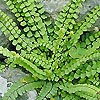 Asplenium Trichomanes - Fern: spleenwort