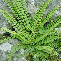 Asplenium Trichomanes (Fern: Spleenwort)