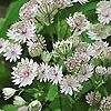 Astrantia major - Masterwort