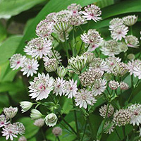 Astrantia major (Masterwort)