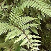 Athyrium - Ghost - Japanese Painted fern, Athyrium