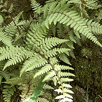 Athyrium - 'Ghost' (Japanese Painted Fern, Athyrium)