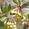 Berberis julianae - Berberis